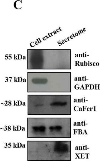 縮圖：AS08 294 Anti-ALD | Fructose-1,6 bisphosphate aldolase