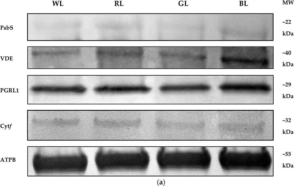 縮圖：AS05 085 Anti-AtpB | Beta subunit of ATP synthase