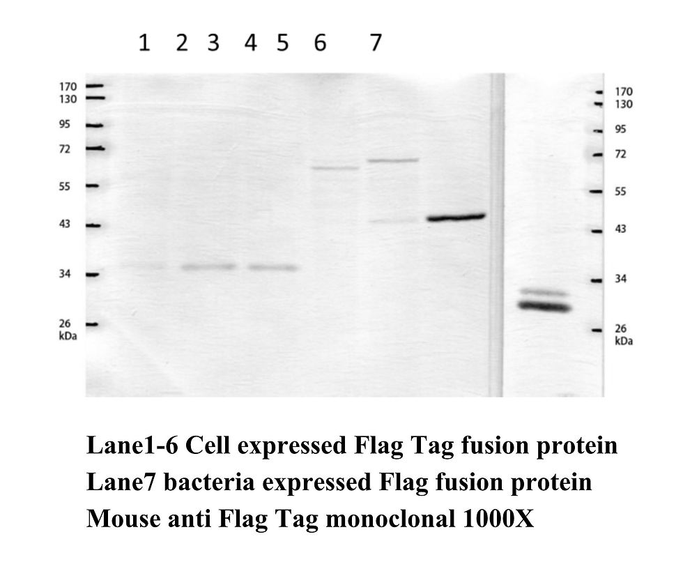 YH80012S Anti-Flag Mouse Monoclonal Antibody
