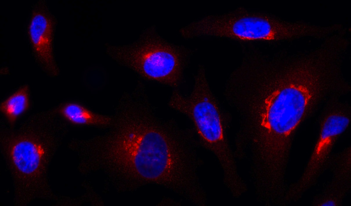 縮圖：AG-27B-0006 anti-Rab1-GTP, mAb (rec.) (ROF7)
