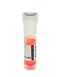 AS16 3231-1ml Anti-Arabinogalactan-4 (clone CCRC-M78)