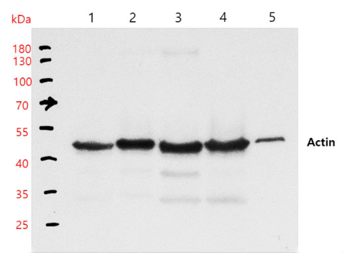 縮圖：AS21 4615 Anti-ACT | Actin (recombinant monoclonal, clone 14H4G8)