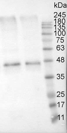 縮圖：AS13 2640 Anti-ACT | Actin (polyclonal)