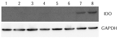 縮圖：AG-25A-0029 anti-IDO1 (human), pAb