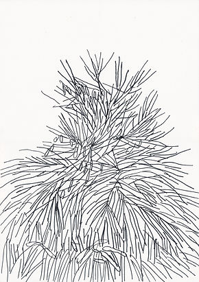 엄유정_Plant, Scotland, Marker on paper, 42x29.5cm, 2022(3).jpg
