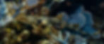 Liam Webb - Walking amongst the reef-min_edited.jpg