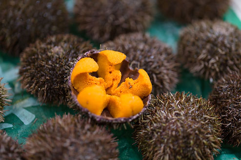 sea urchin_1.jpeg