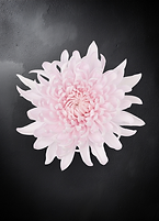 Pink Disbud.png