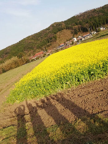 菜の花畑