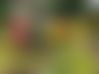 2020年10月11日(日) 古代米収穫@南部町清水川