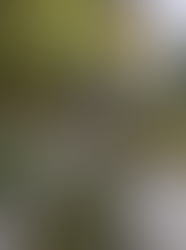 2025年10月19日一斉清掃＠倉吉市小鴨