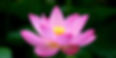 photo_lotus.jpg