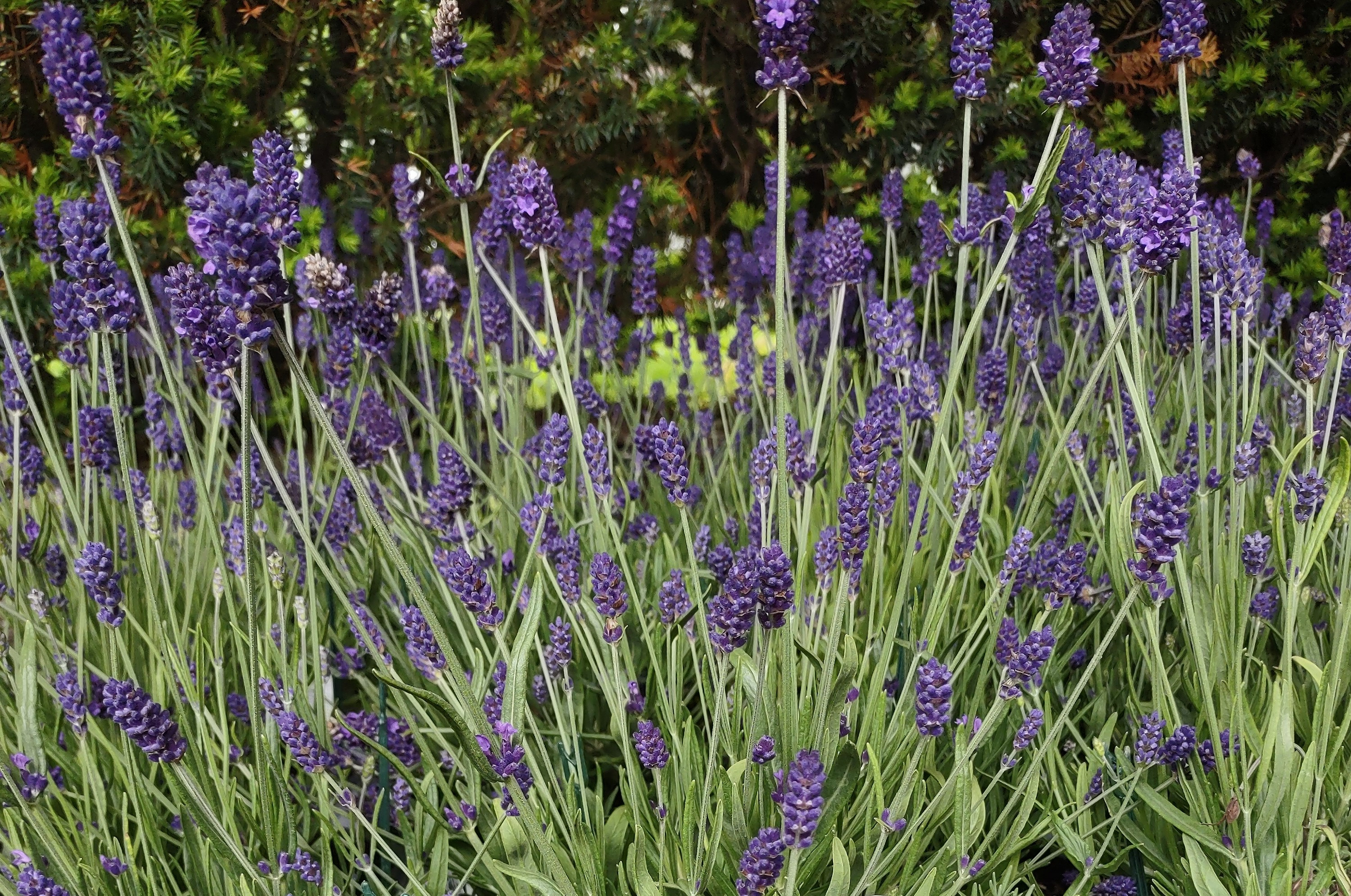 Lavender - Bouquet
