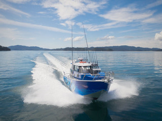 Snapper are in the Bay