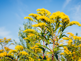 12.1 The Goldenrod Motif