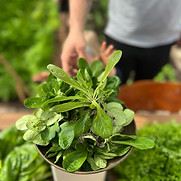 WhatsApp Image 2025-05-15 at 11.07.47.jpeg