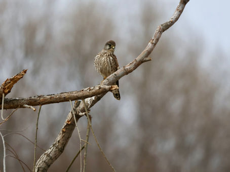 A Birding Adventure At My Hometown Xi'An