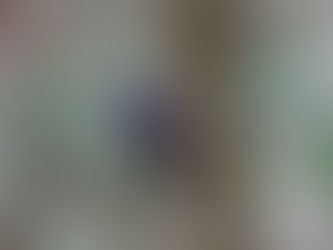 Three-Toed Woodpeckers!