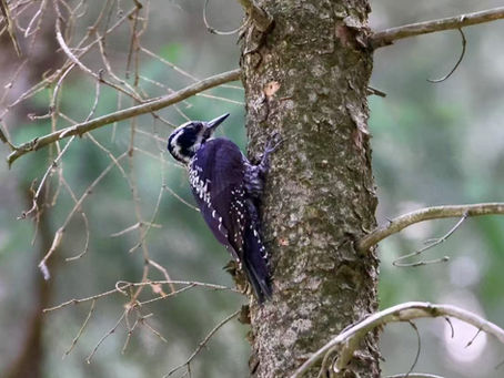 Three-Toed Woodpeckers!