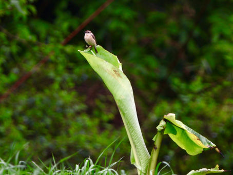 My First Birding Competition