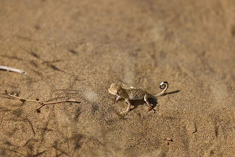 Sand Lizard