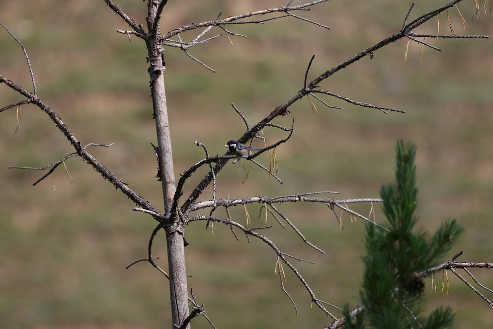Coal Tit with a worm in its mouth