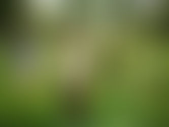 The Magical Mosquito Forest