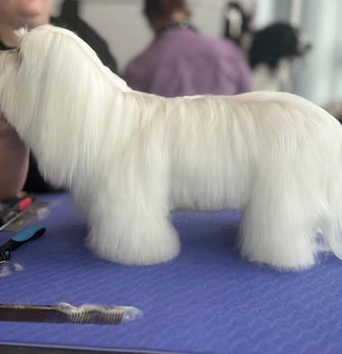 Full Groom