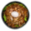 The Bird Nest
