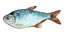 MOJARRA.jpg