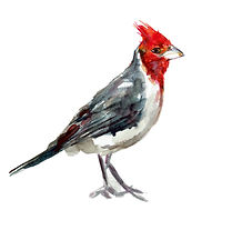 cardenal small.jpg