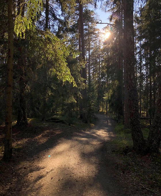 skog och stig sommar.jpg