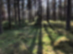 skog 5.jpg