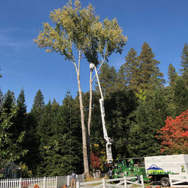 Tree Removal