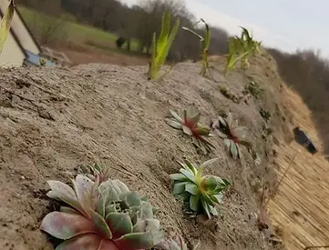 faitage vegetalise.webp