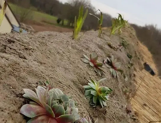 faitage vegetalise.webp