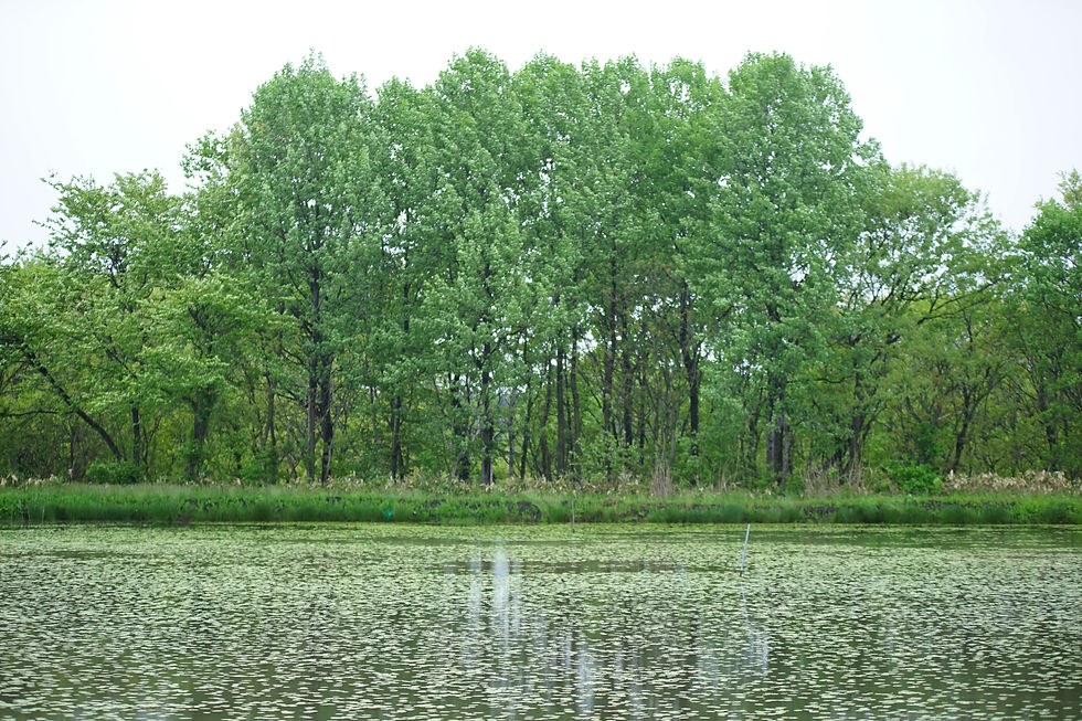 サムネイル： 生じゅんさい無選別（三種町産）1パック