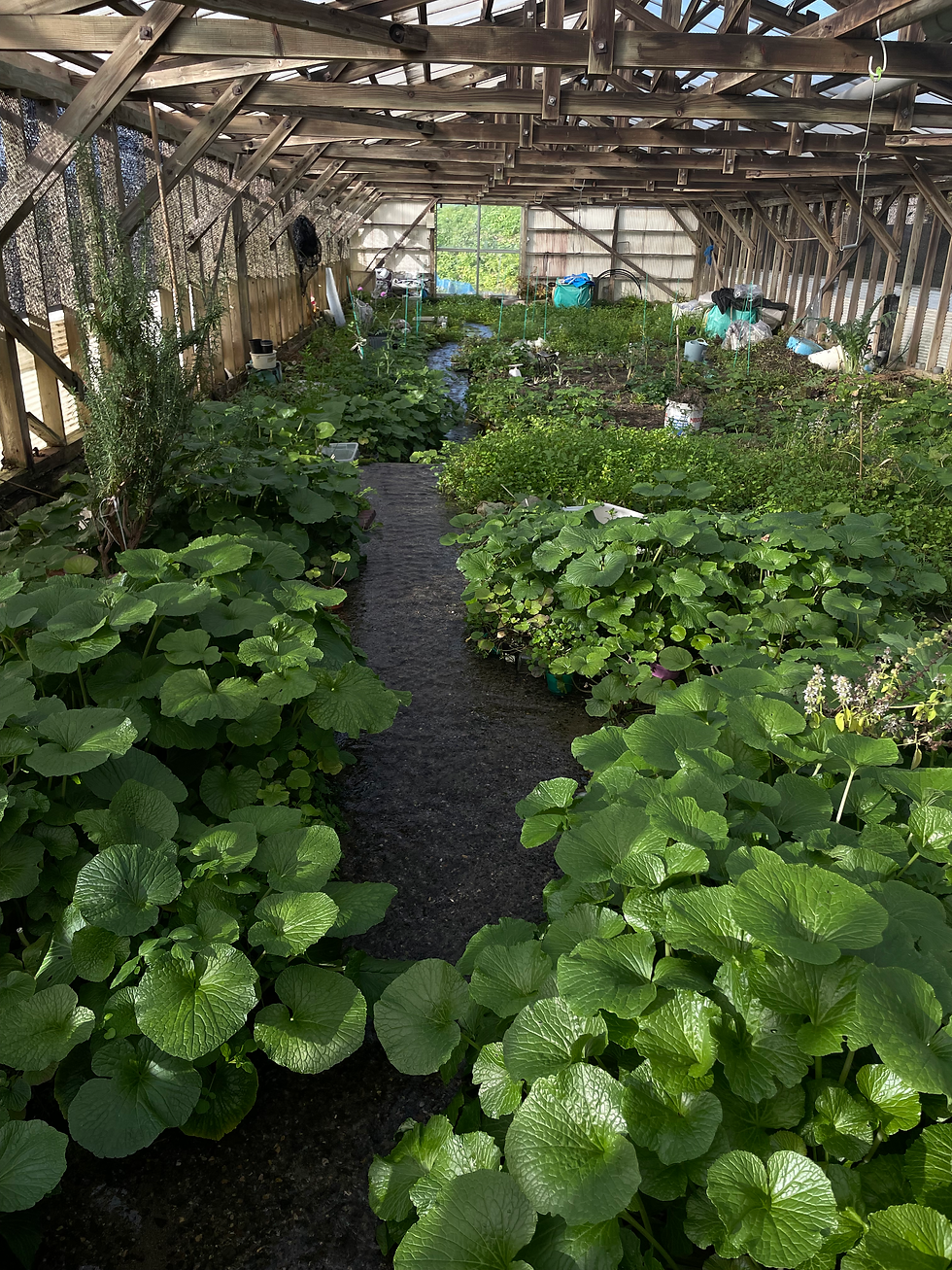 サムネイル： イタリアンパセリ（にかほ市産）50g