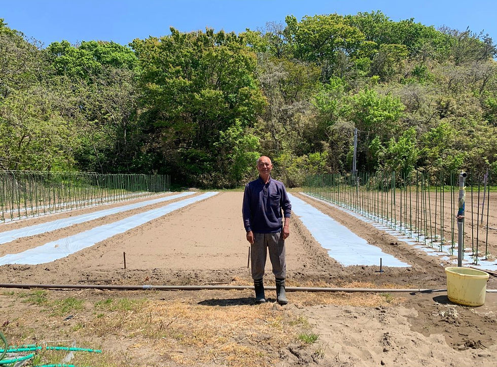 サムネイル： ホワイトセロリ（男鹿市産）100g