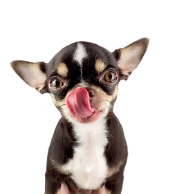 Tiny Blessed Treats Business Card (2).png