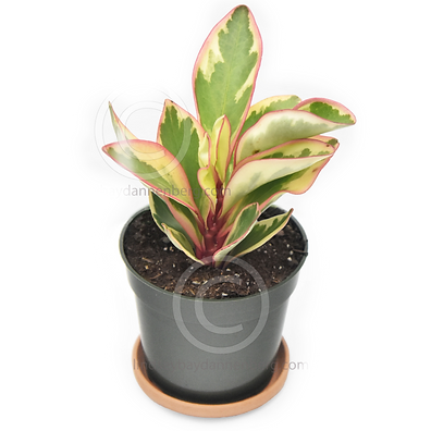 Peperomia Clusiifolia 1 _edited.png