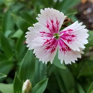 Dianthus