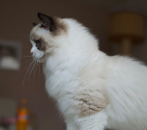 The Ragdoll Standard | Blue Pearl Ragdolls