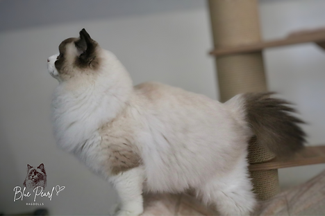 ragdoll profile