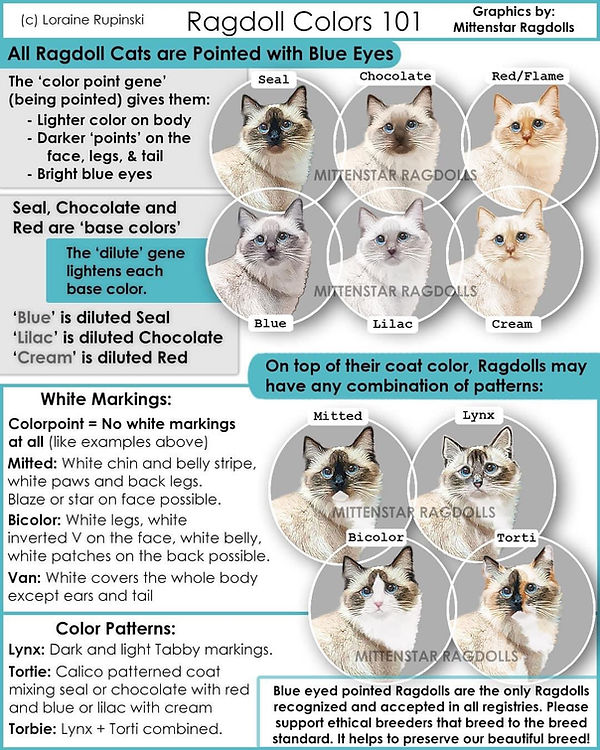 The Ragdoll Standard | Blue Pearl Ragdolls