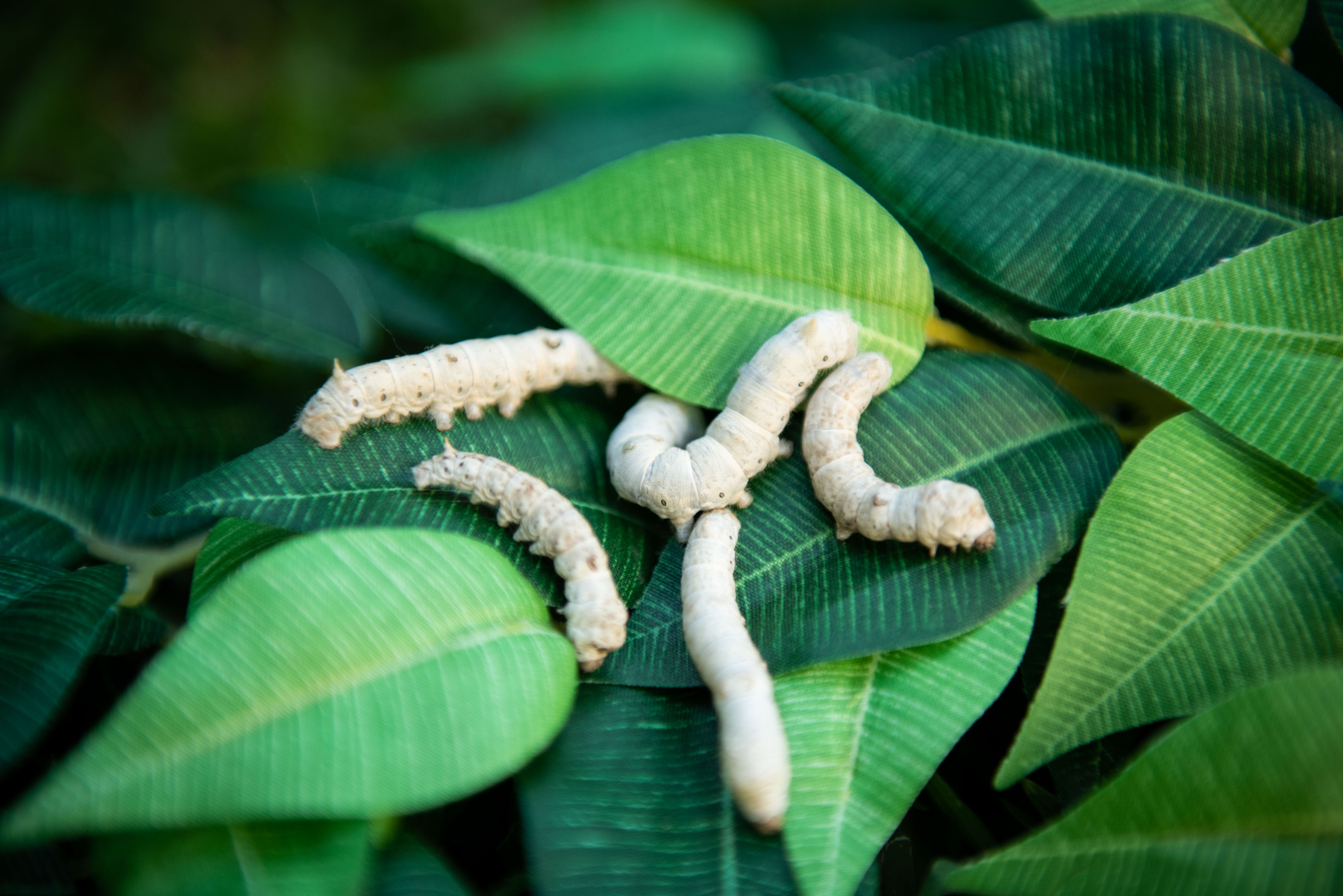 PRE-ORDER Medium Silkworms (Ships within 6-8 weeks)