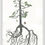 Thumbnail: Into the Woods: Fallen Pine