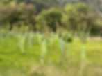 Native Tree & Shrub Planting