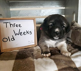 Anatolian Shepherd Puppy