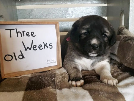 The Importance of Responsible Dog Breeding